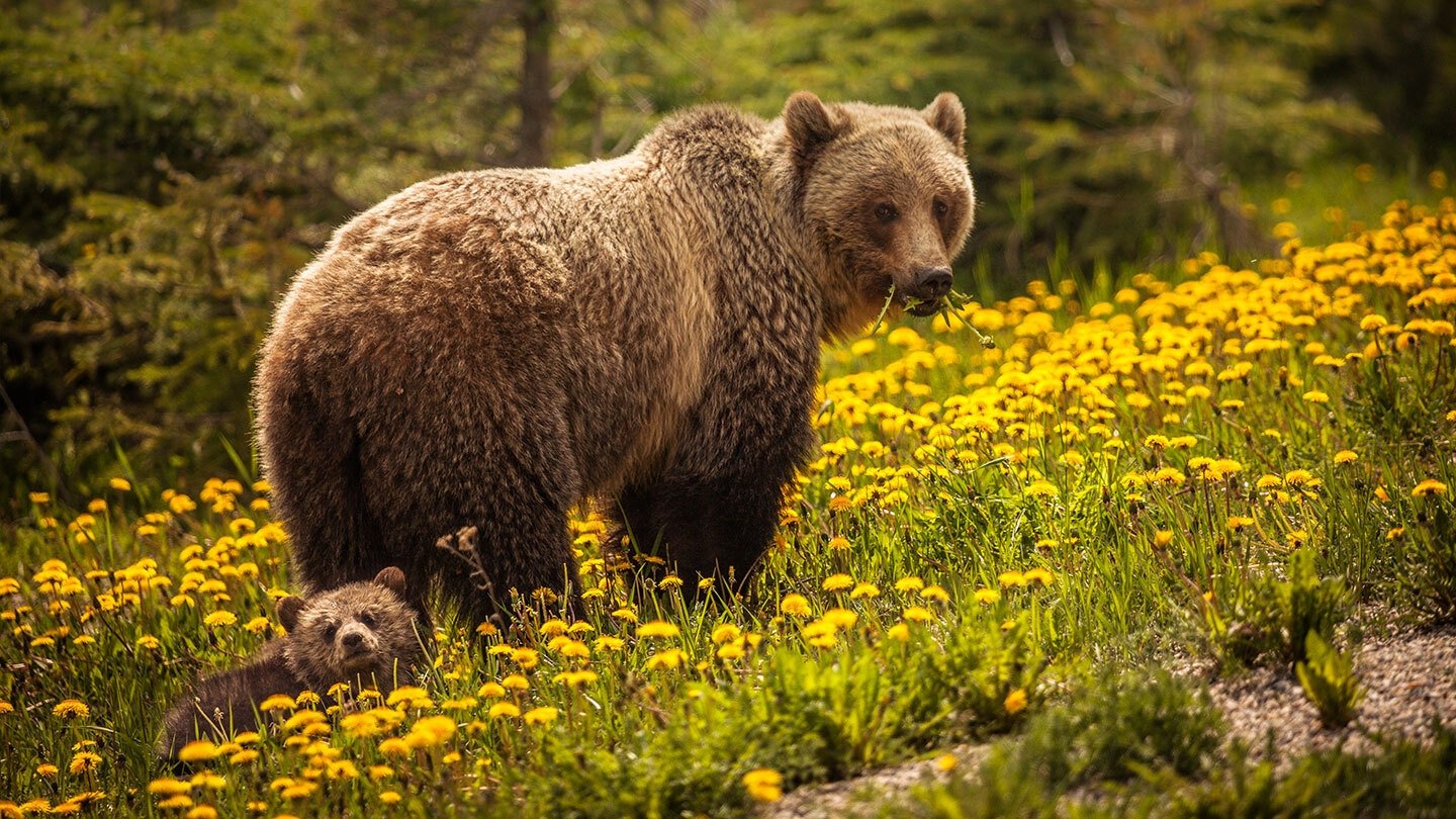 Bear Island|Bear Island