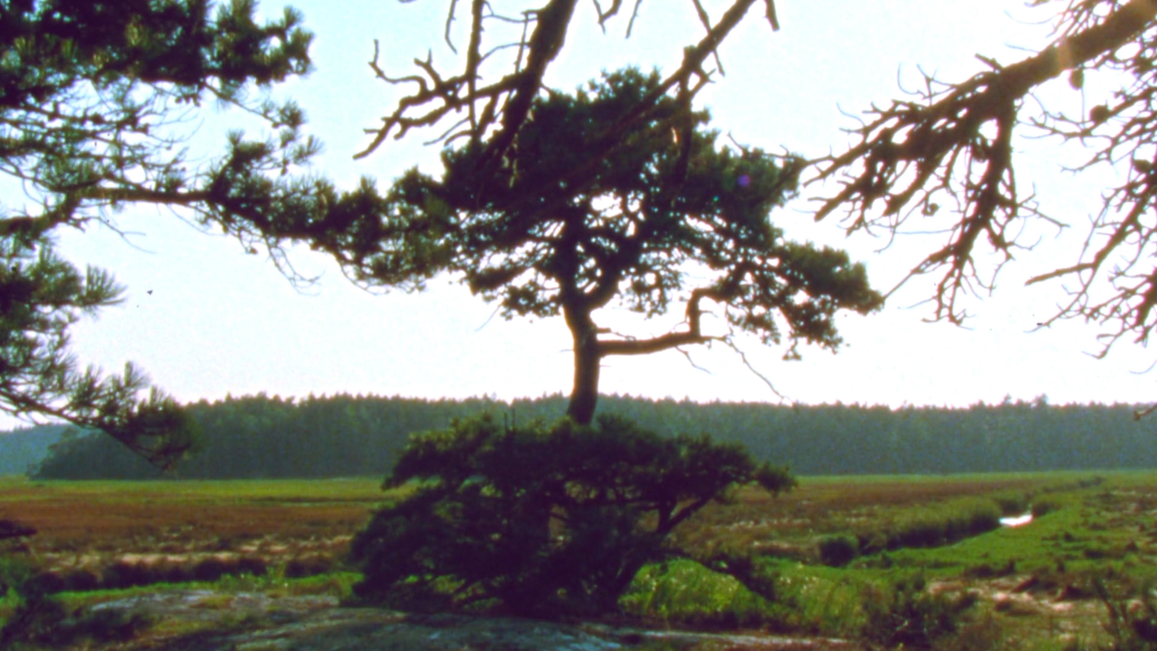 Jasper Beach and The Salt Marsh|Jasper Beach and The Salt Marsh