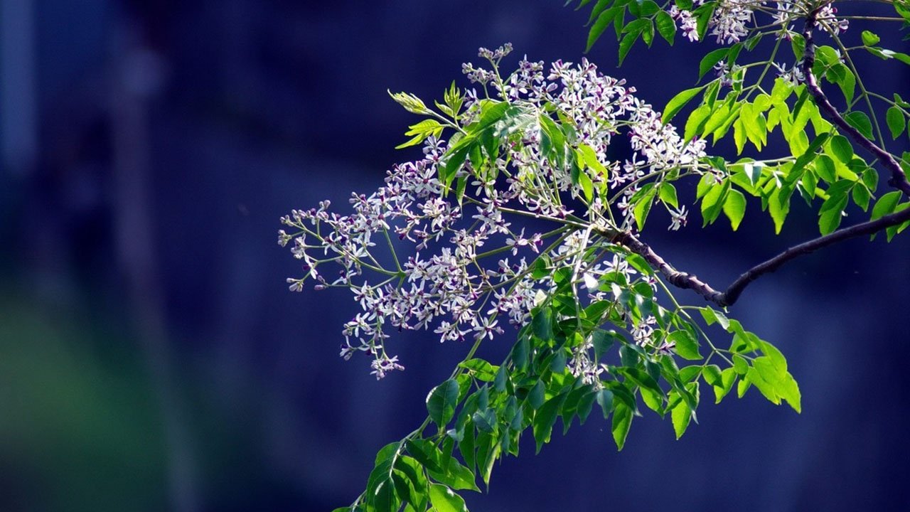 楝树花开|楝树花开