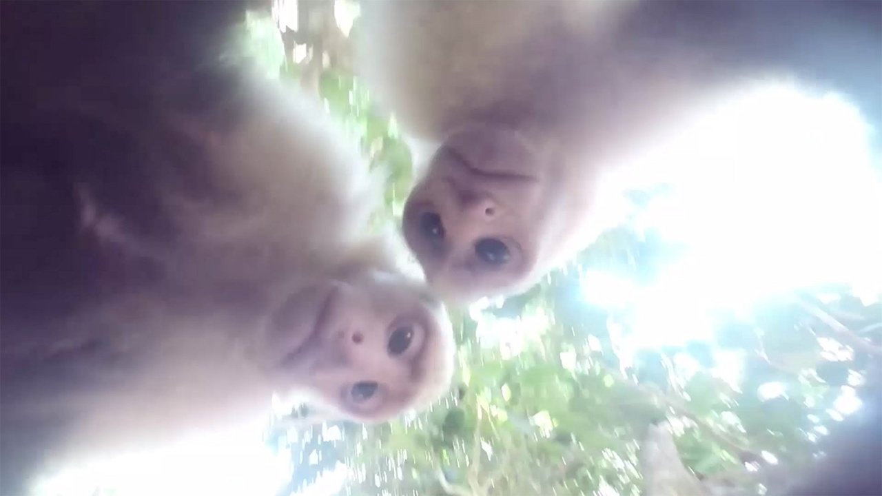 Animal Cinema|Animal Cinema