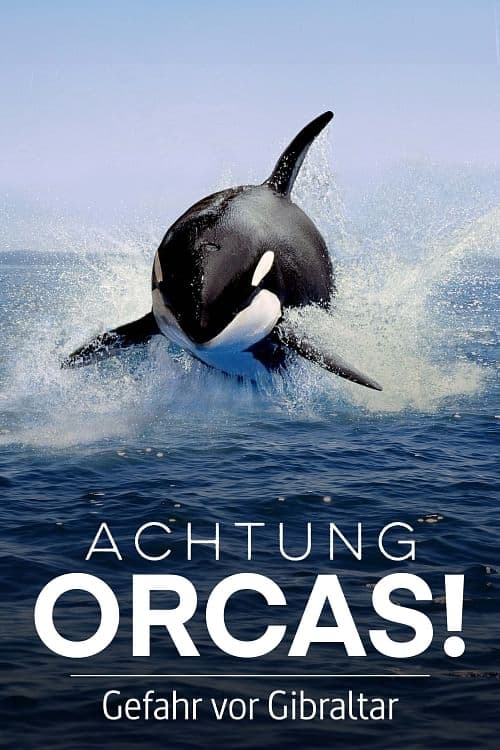 Achtung Orcas! Gefahr vor Gibraltar? | Achtung Orcas! Gefahr vor Gibraltar?