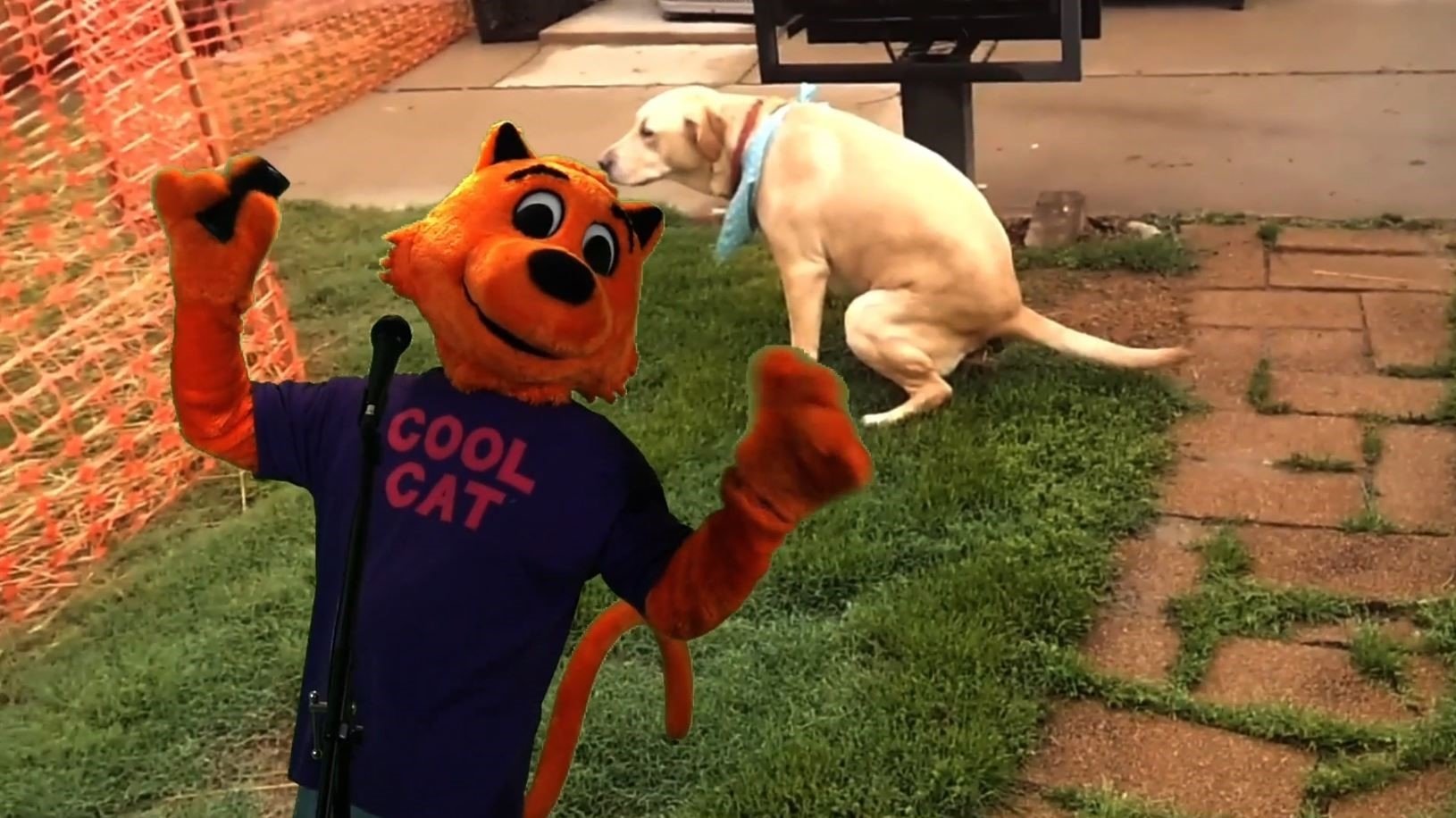 Cool Cat vs Dirty Dog 'The Virus Wars'|Cool Cat vs Dirty Dog 'The Virus Wars'