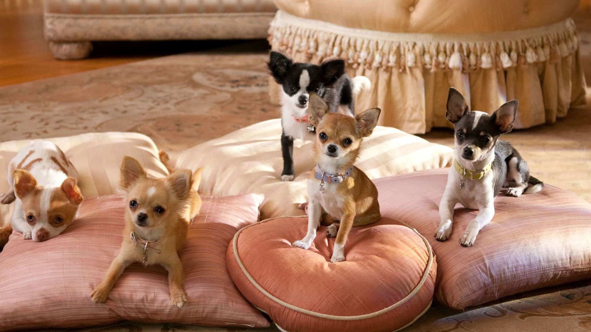 Beverly Hills Chihuahua 2|Beverly Hills Chihuahua 2