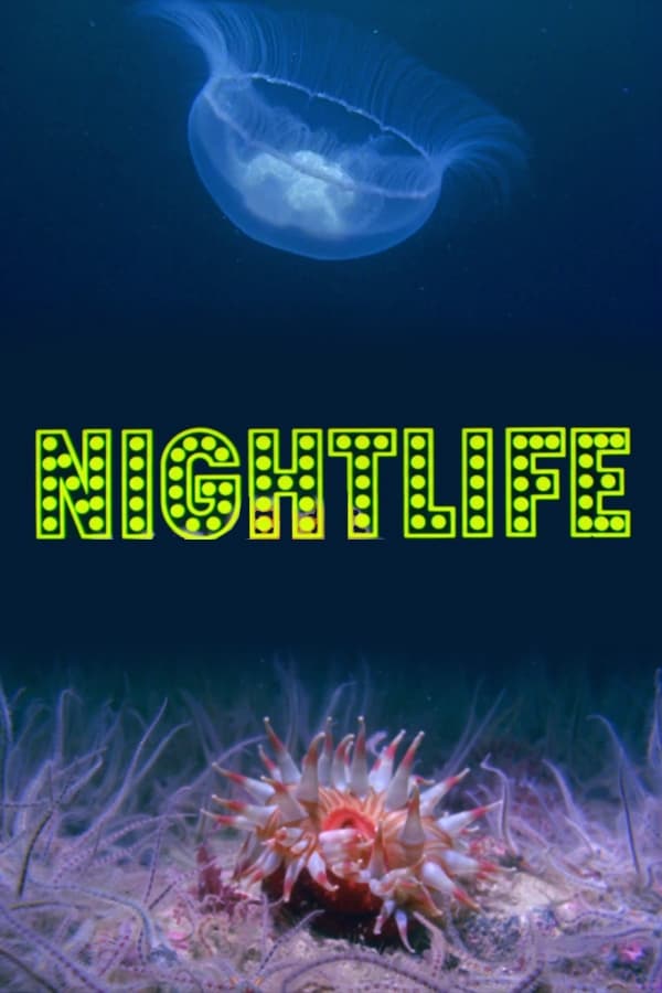 Nightlife | Nightlife