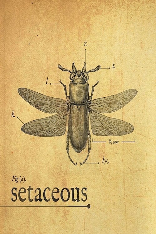 Setaceous | Setaceous