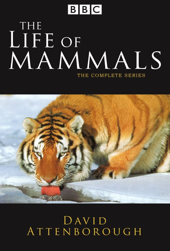 The Life of Mammals | The Life of Mammals