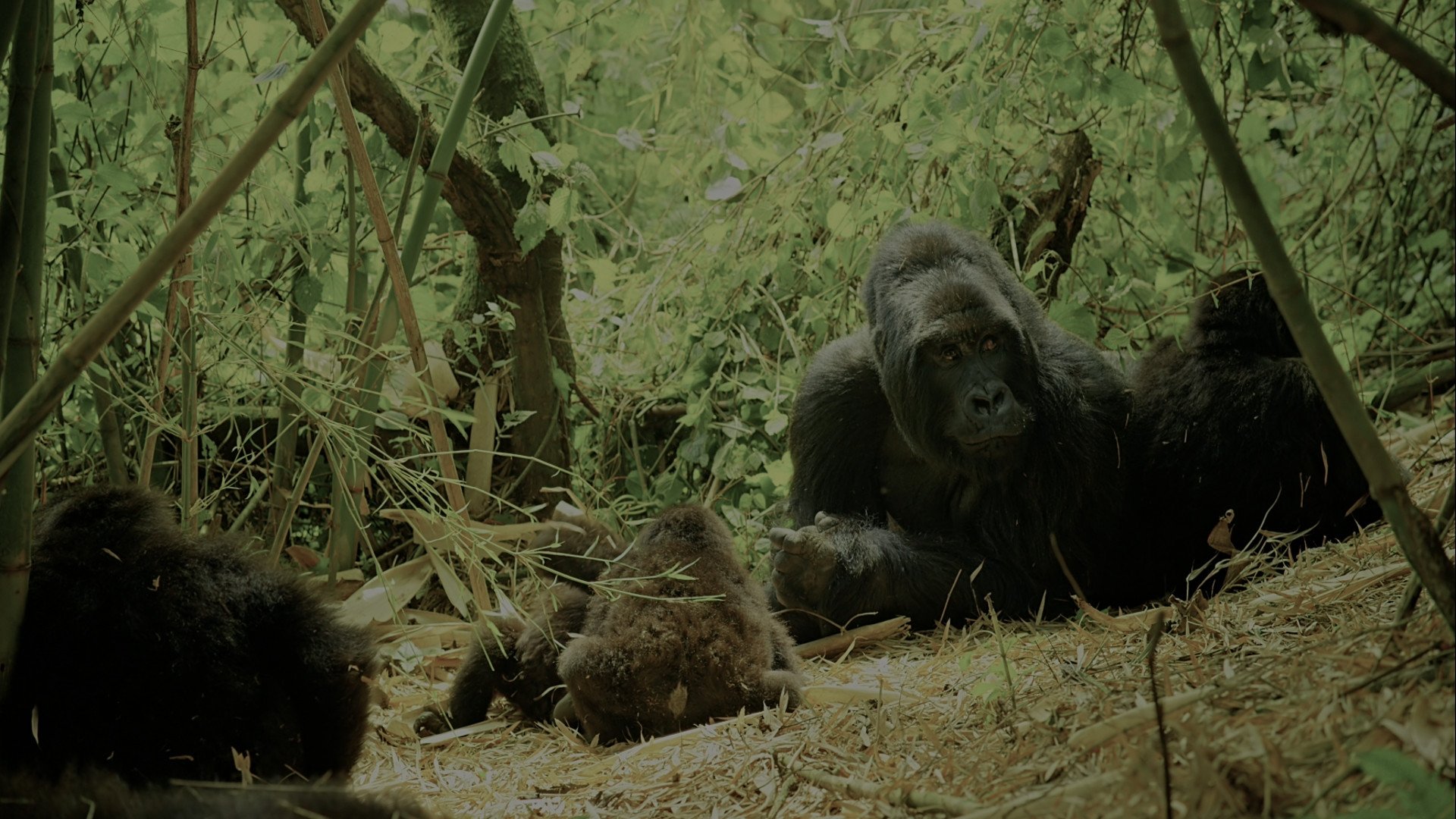Wild Africa|Wild Africa