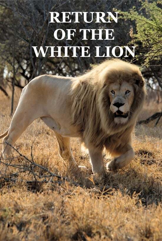 Return of the White Lion | Return of the White Lion