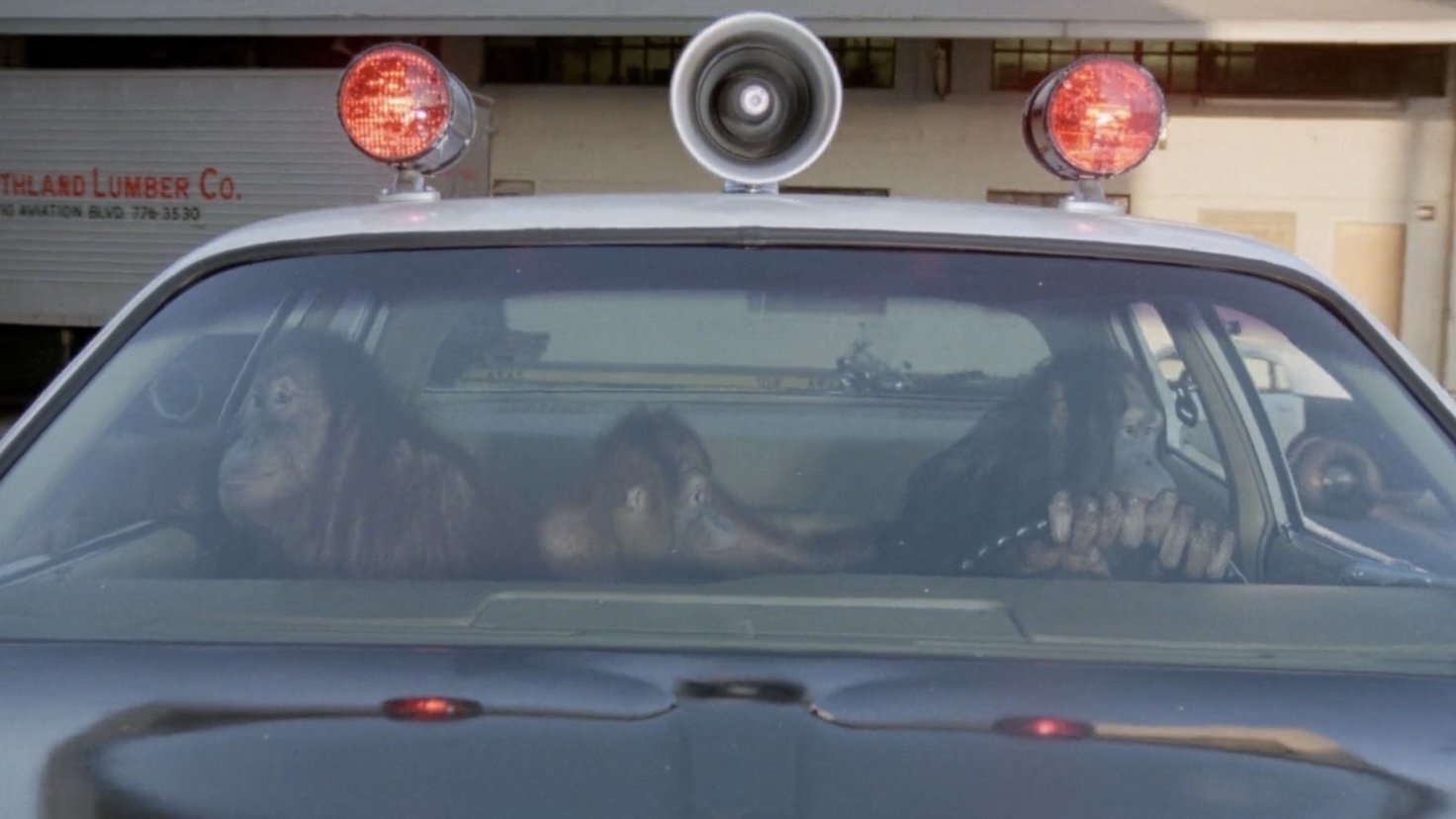 Going Ape!|Going Ape!