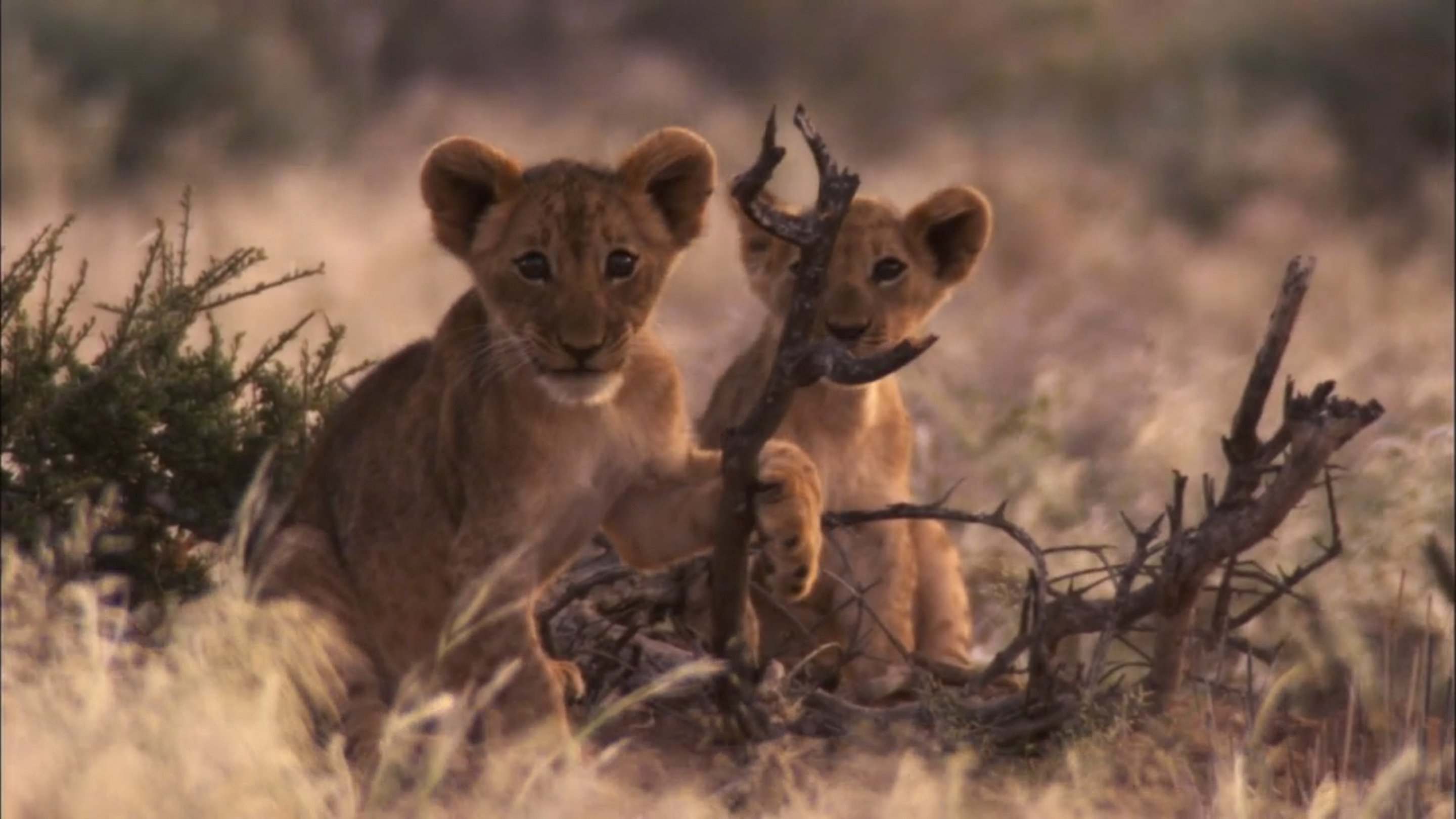 Desert Lions|Desert Lions