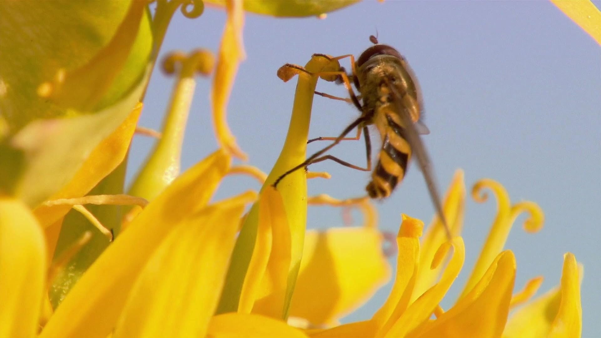 Insect World|Insect World