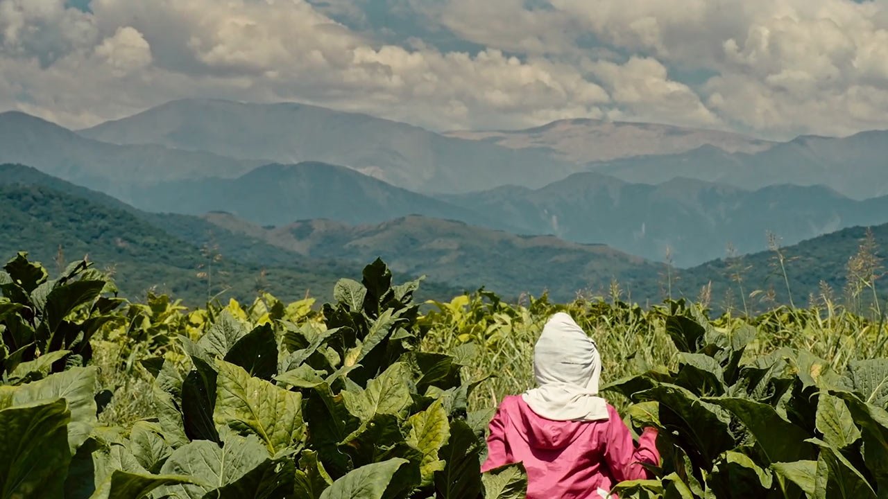 Wacay, mujeres del tabacal|Wacay, mujeres del tabacal