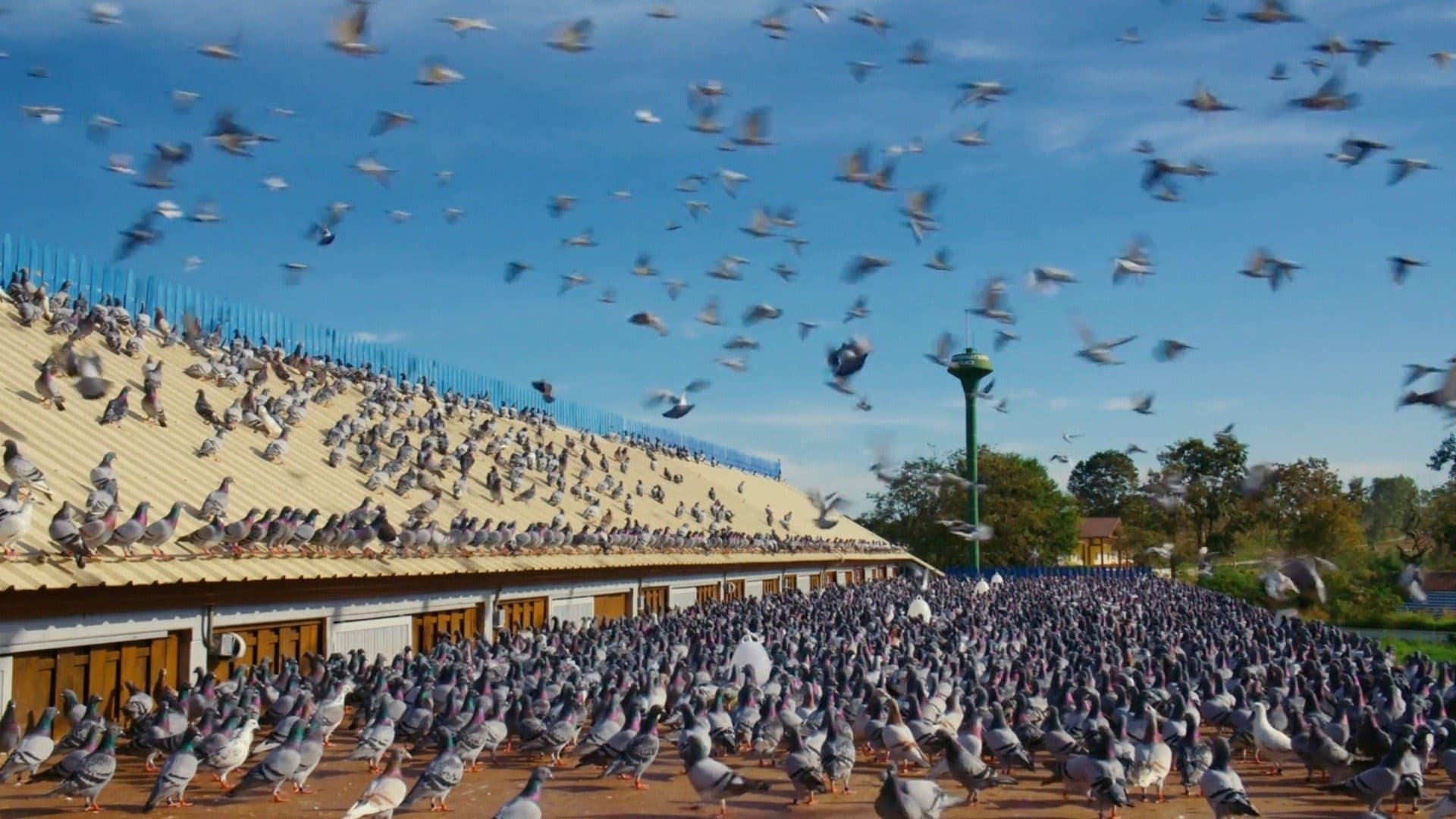 Million Dollar Pigeons|Million Dollar Pigeons