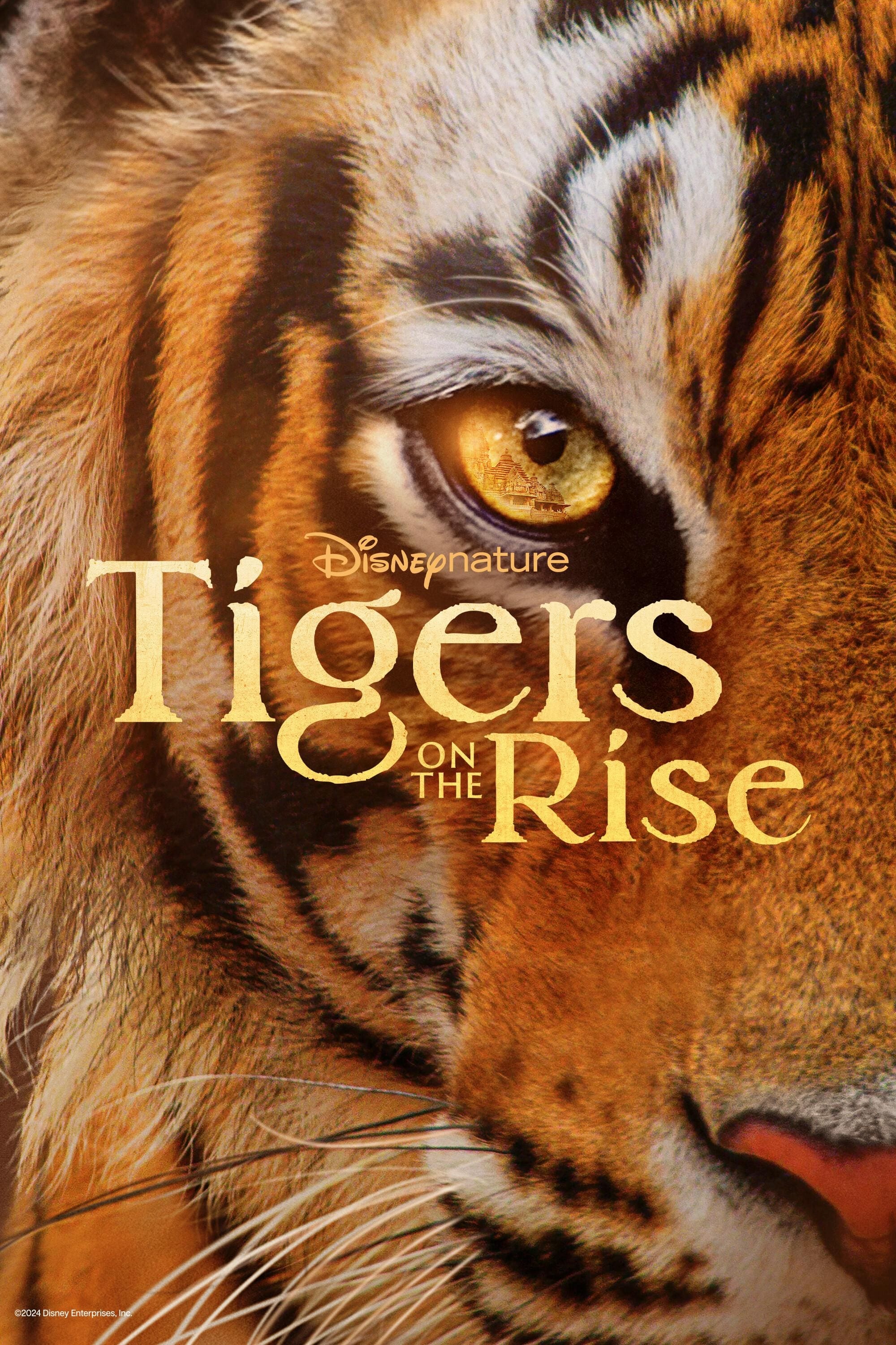 Tigers on the Rise | Tigers on the Rise