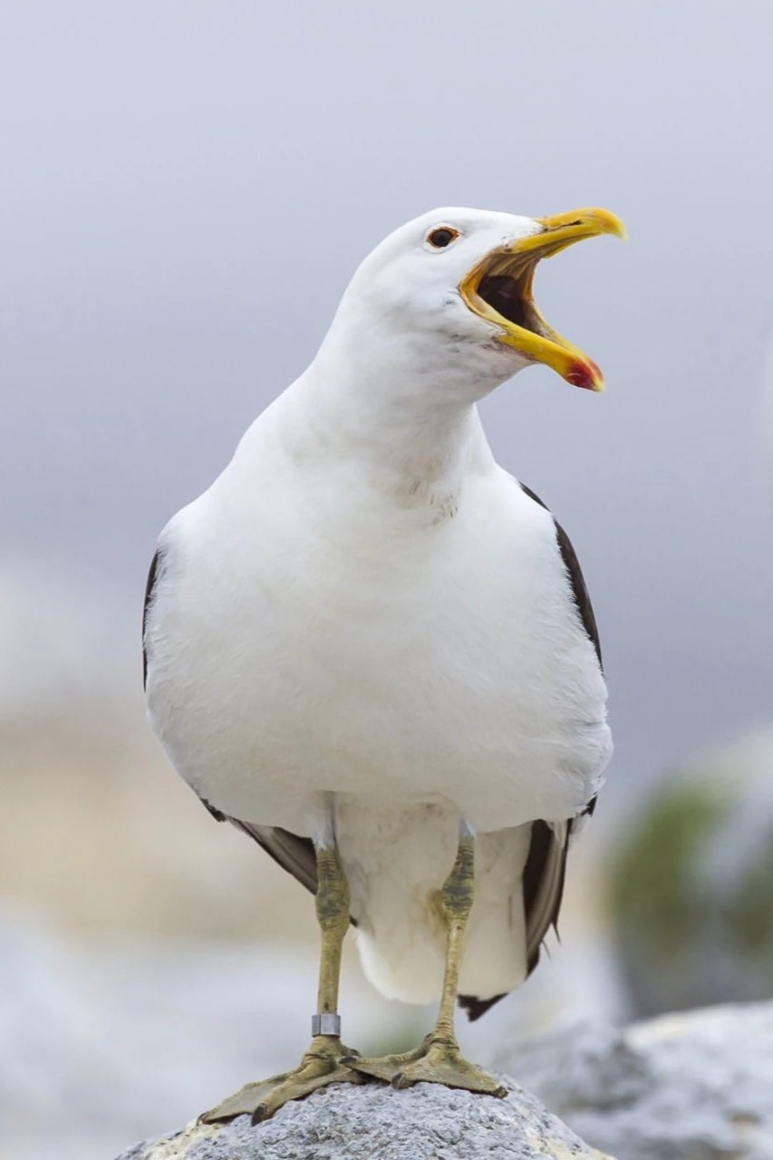 بازیگر Sully Seagull  