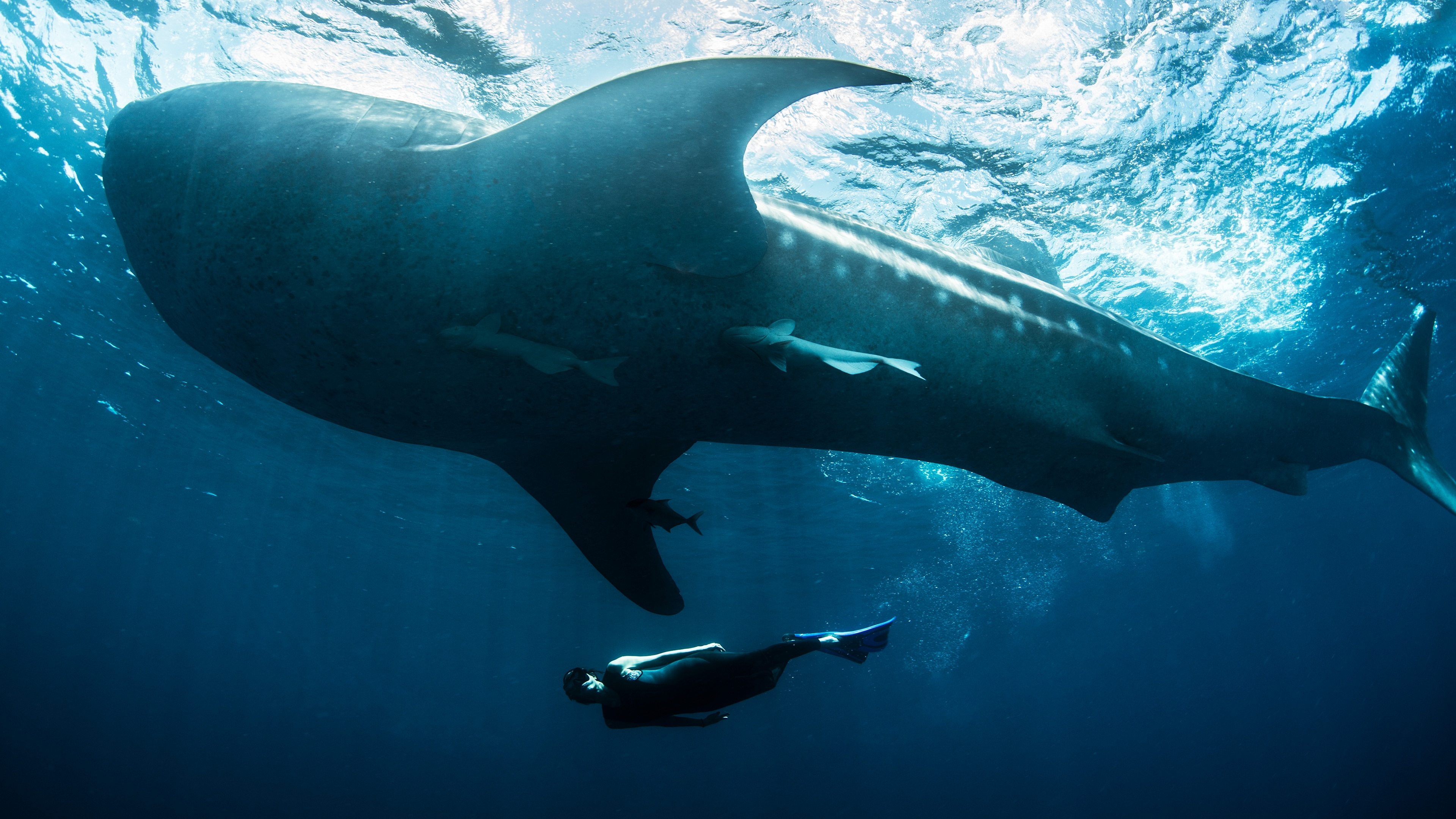 Swimming with Monsters|Swimming with Monsters