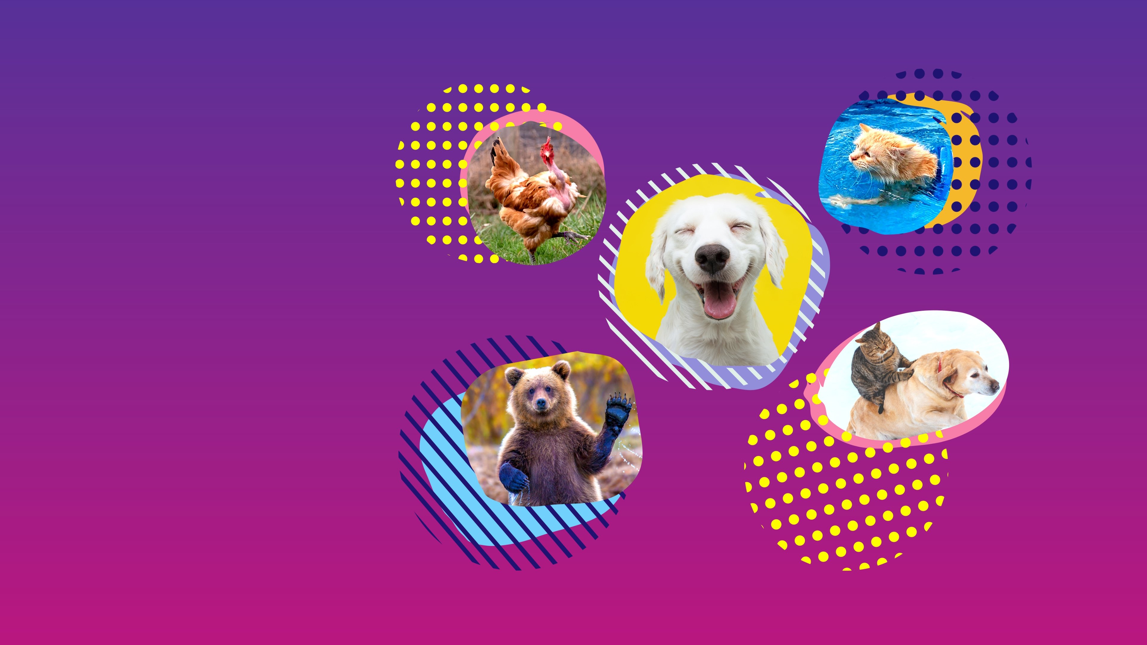 America's Funniest Home Videos: Animal Edition|America's Funniest Home Videos: Animal Edition