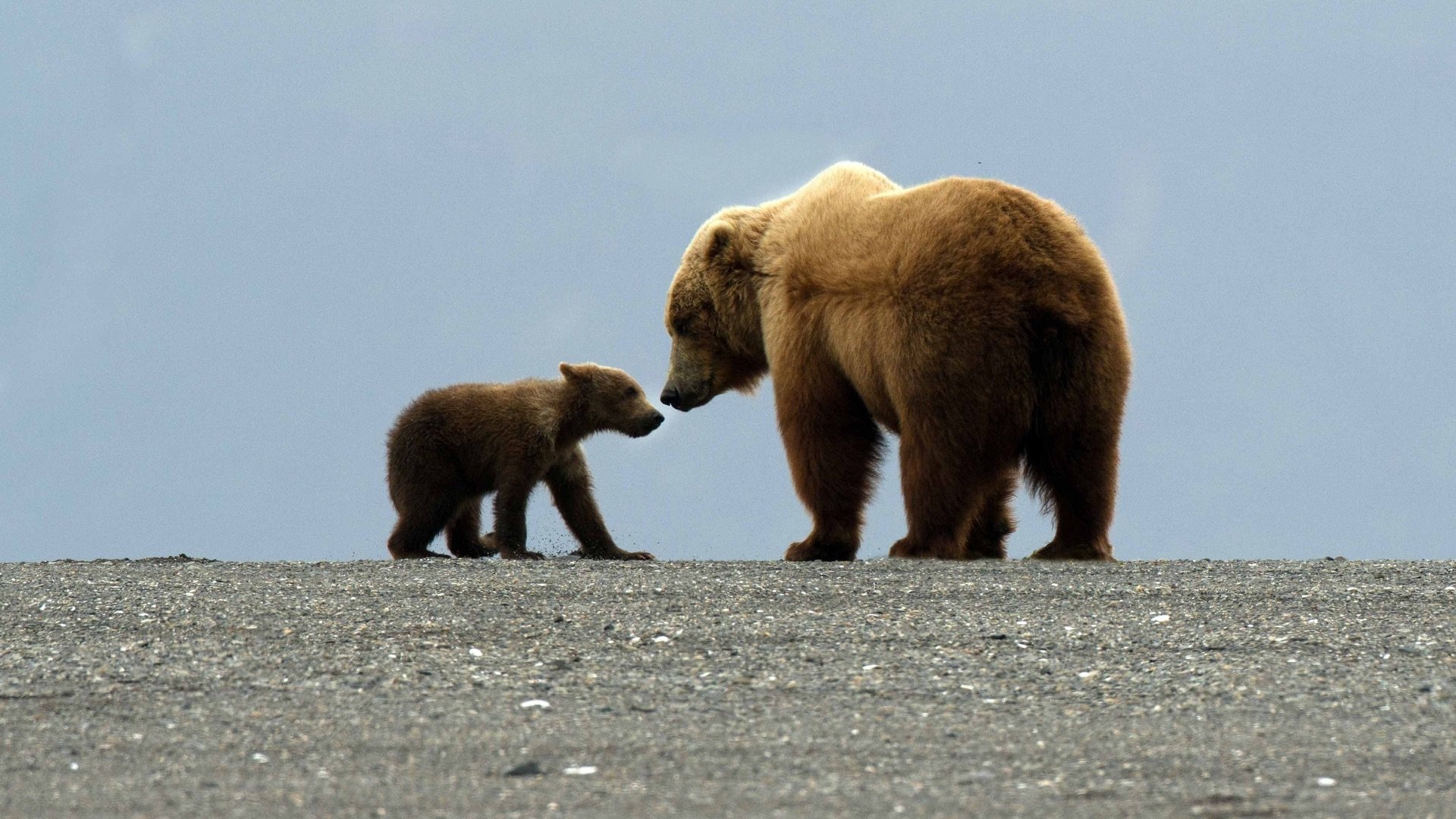 Great Bear Stakeout|Great Bear Stakeout
