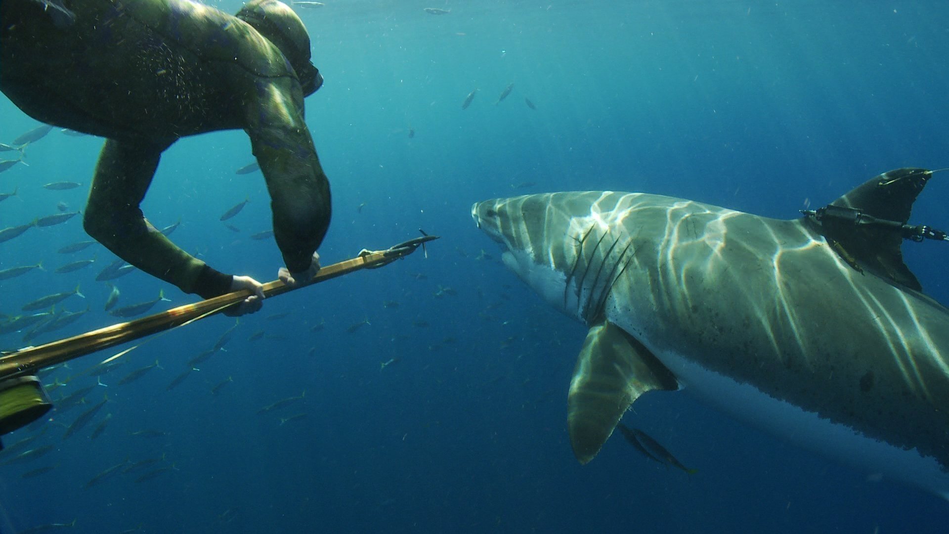 Great White Shark: Beyond the Cage of Fear|Great White Shark: Beyond the Cage of Fear