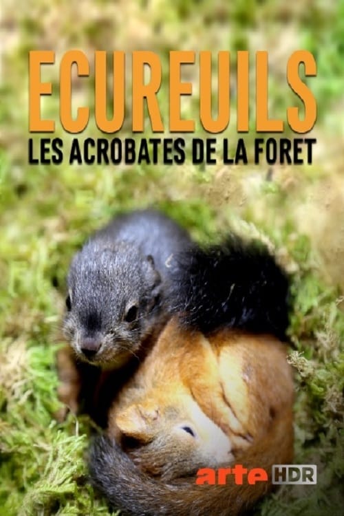 Ecureuils, les acrobates de la forêt | Ecureuils, les acrobates de la forêt