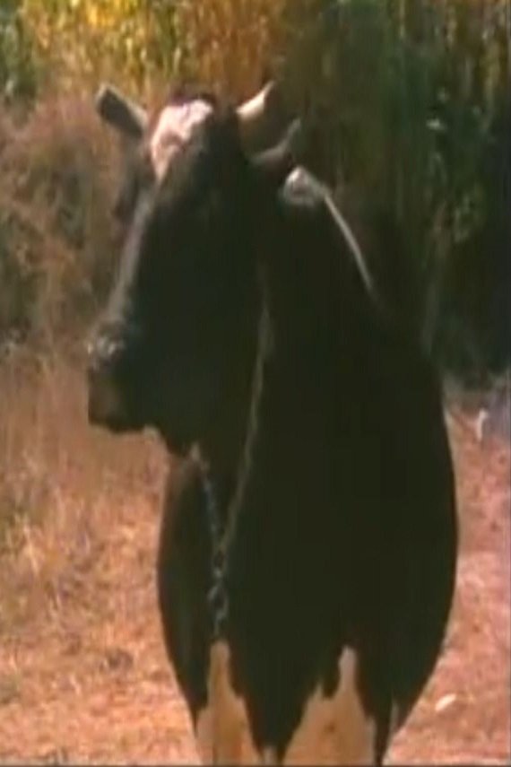 بازیگر Mercan  