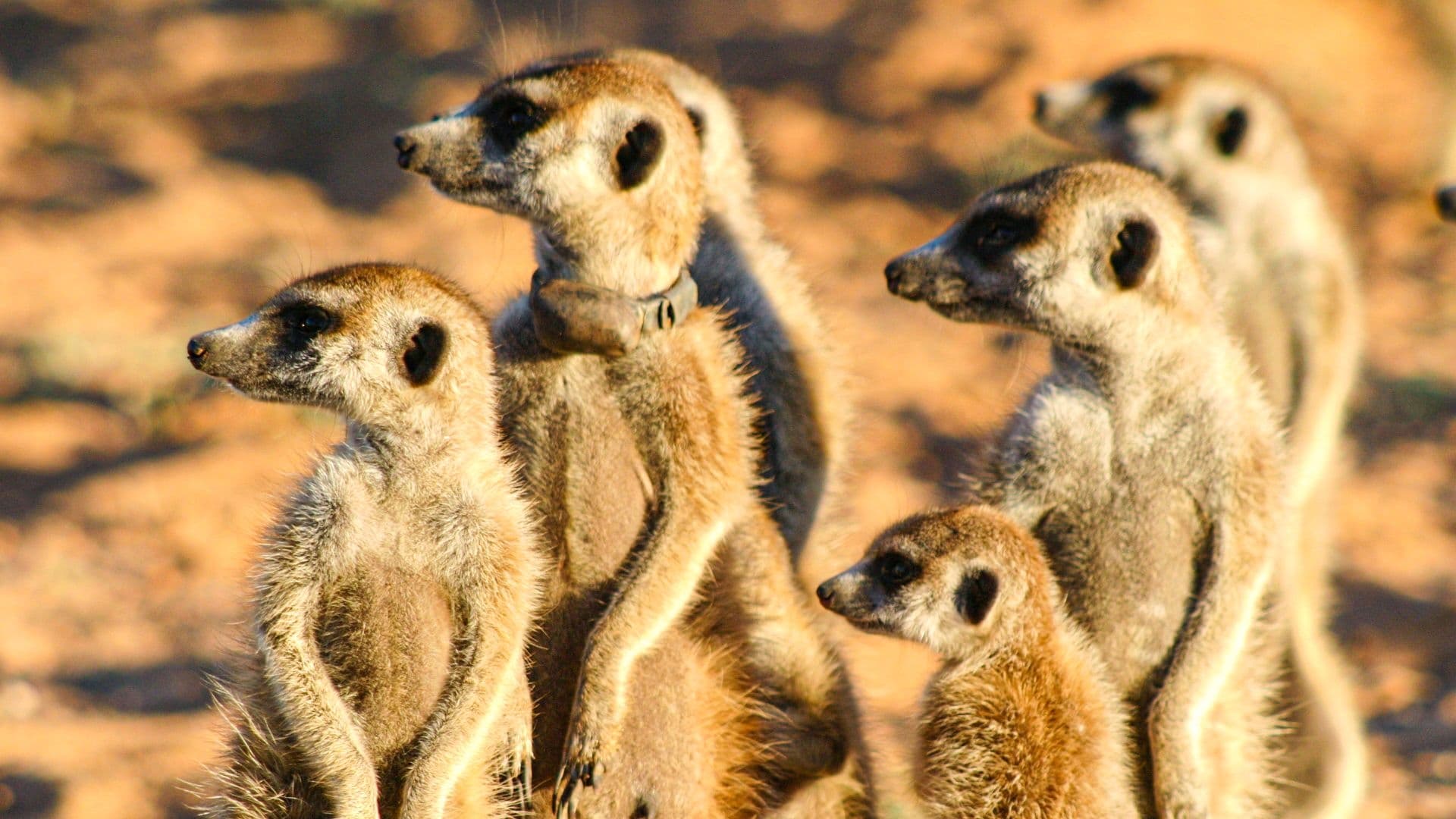 Meerkat Manor: The Story Begins|Meerkat Manor: The Story Begins