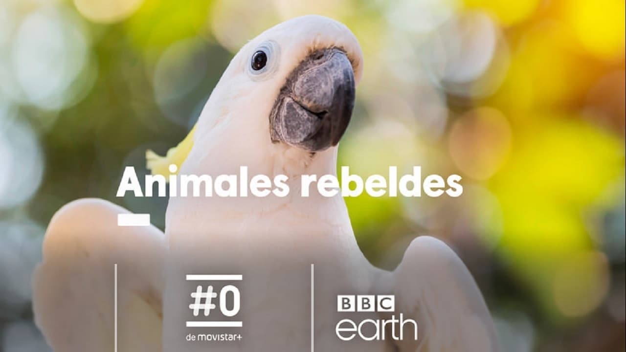 Animales rebeldes|Animales rebeldes