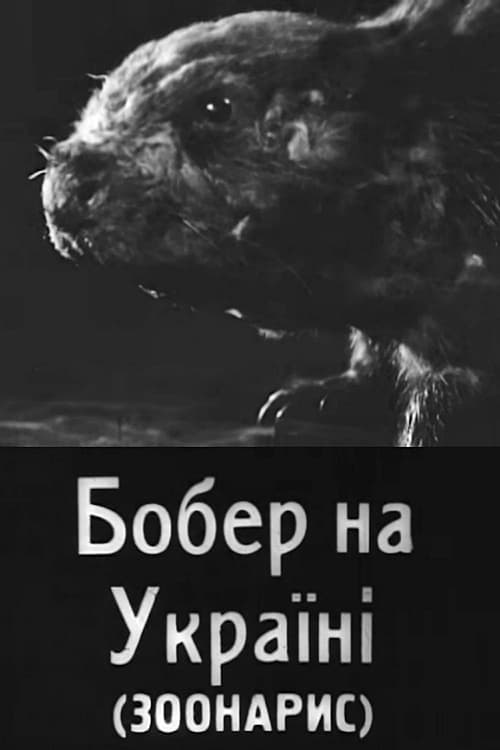 Бобер на Україні | Бобер на Україні