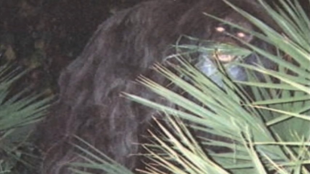 Southern Fried Bigfoot|Southern Fried Bigfoot
