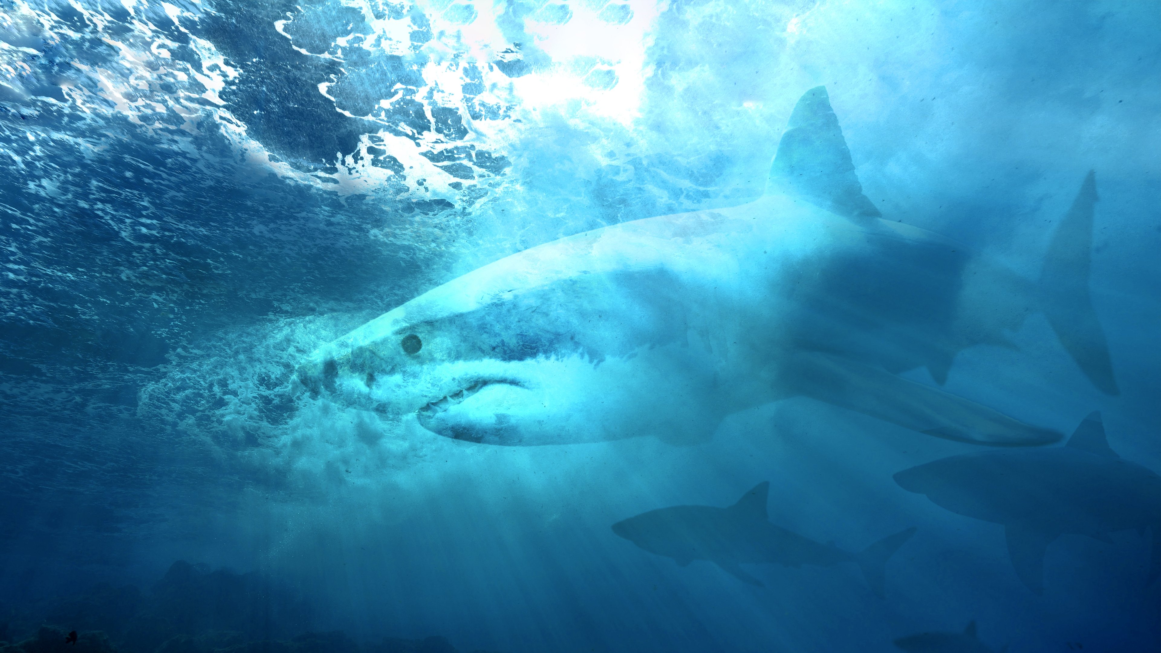 Camo Sharks|Camo Sharks