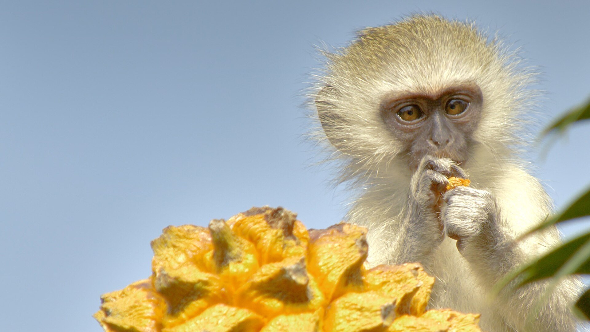 Africa's Hidden Kingdoms|Africa's Hidden Kingdoms