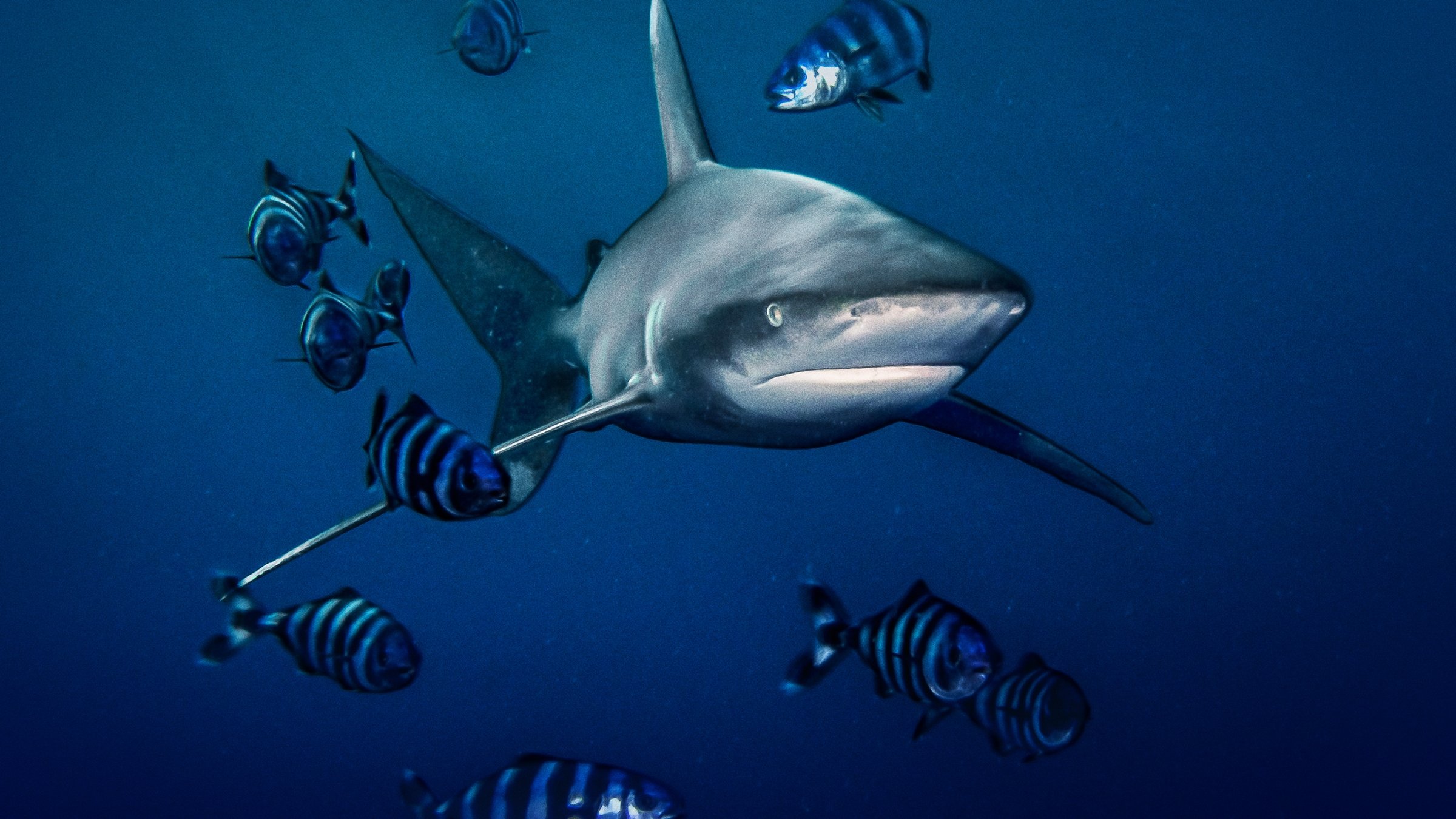 World's Most Dangerous Shark?|World's Most Dangerous Shark?