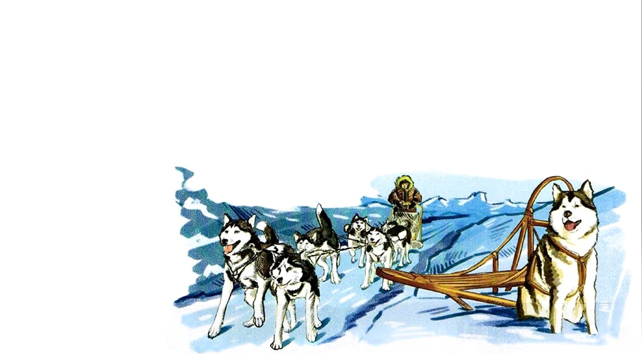 Alaskan Sled Dog|Alaskan Sled Dog
