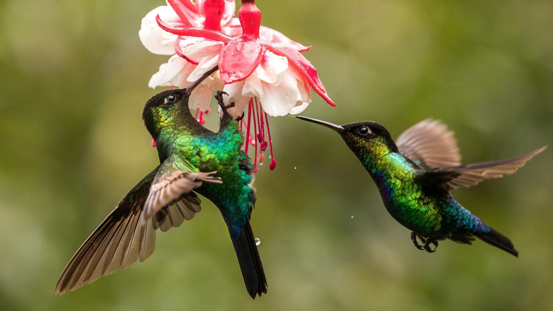 The Hummingbird Effect|The Hummingbird Effect