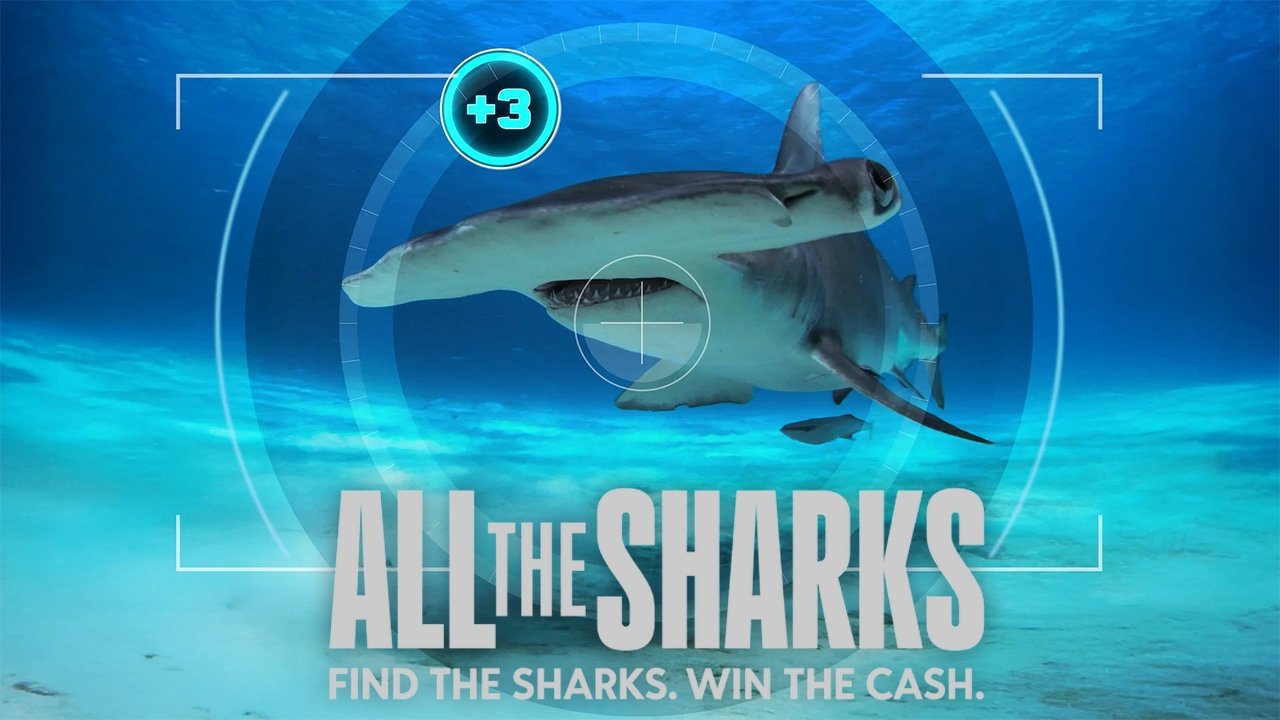 All the Sharks|All the Sharks