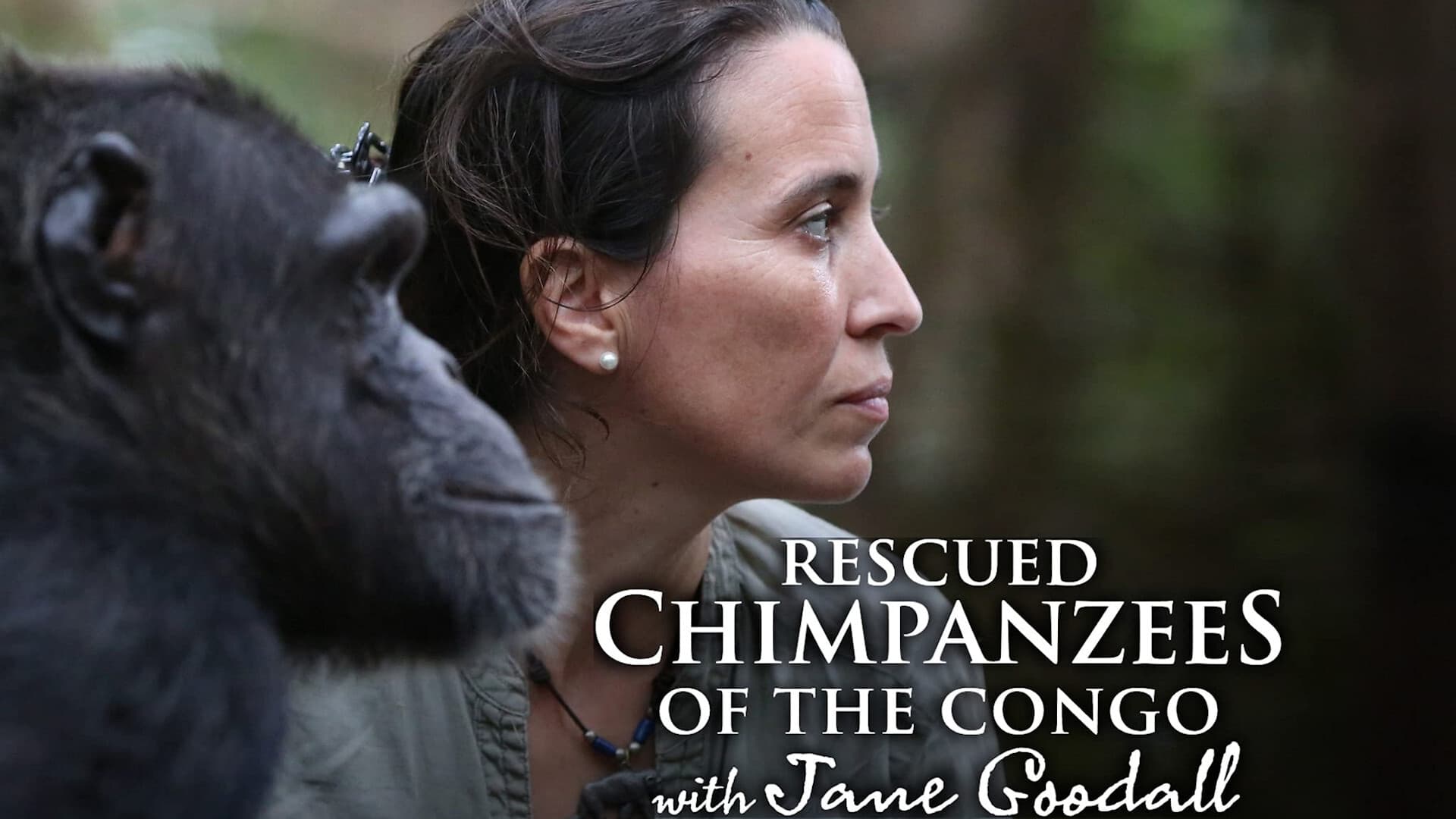 Rescued Chimpanzees of the Congo with Jane Goodall|Rescued Chimpanzees of the Congo with Jane Goodall