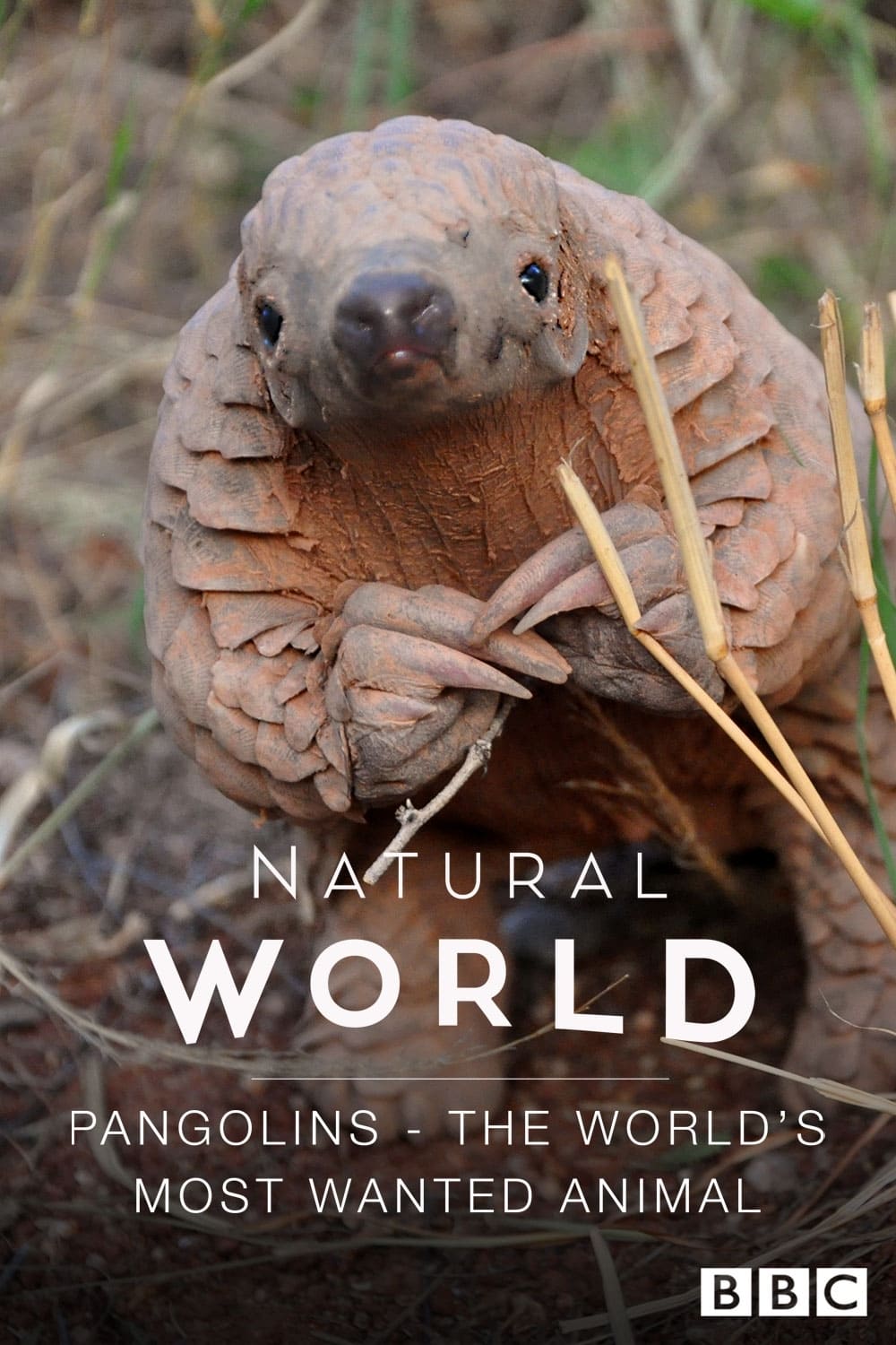 Pangolins: The World's Most Wanted Animal | Pangolins: The World's Most Wanted Animal