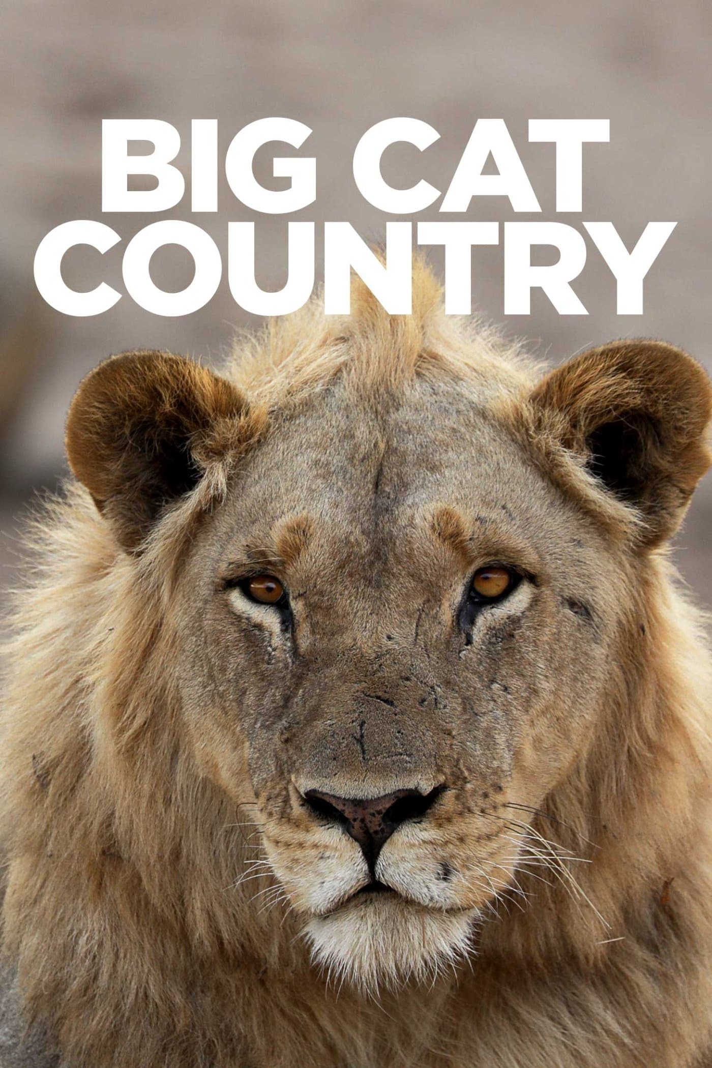 Big Cat Country | Big Cat Country