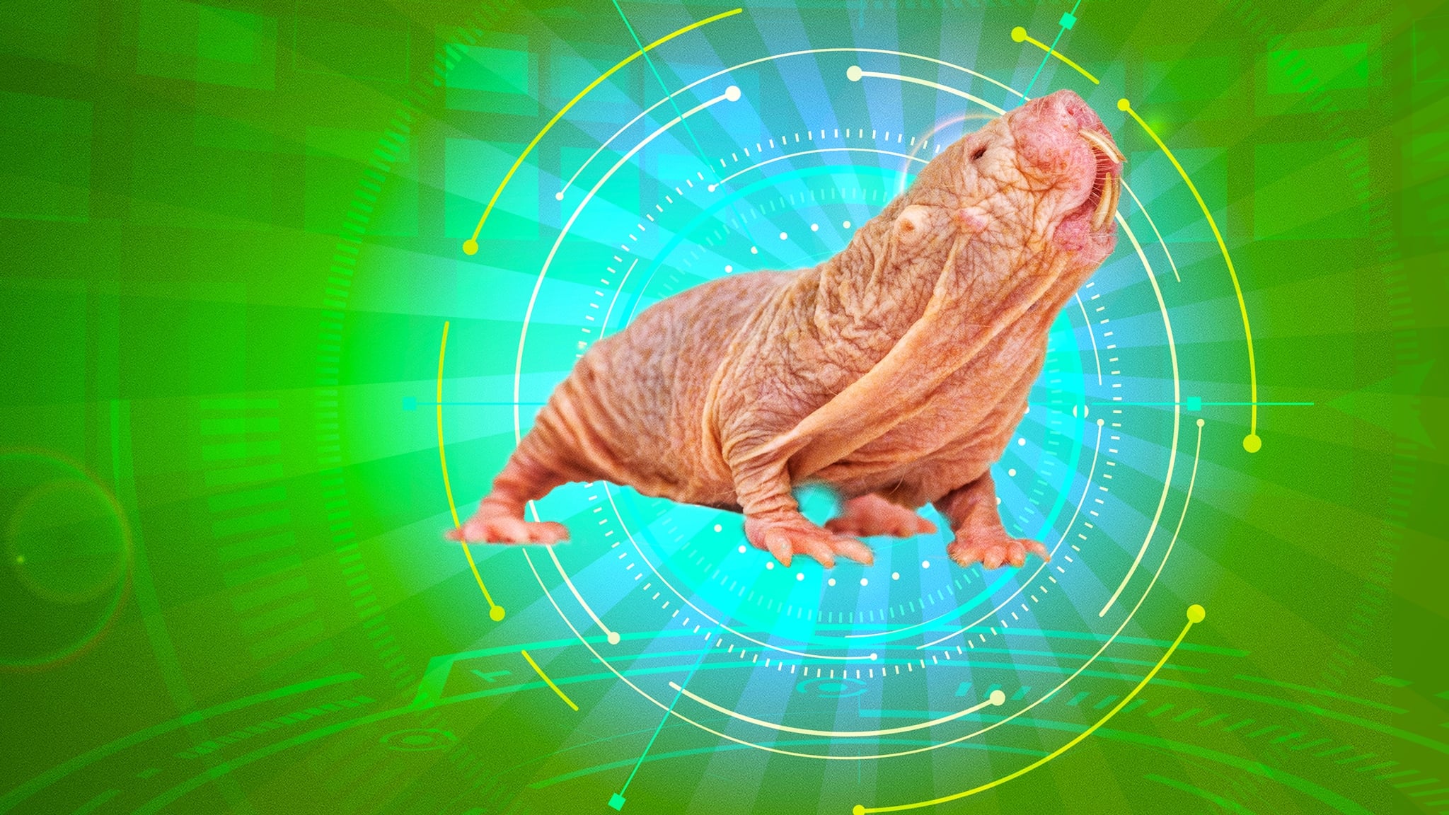 Naked Molerat: Nature’s Weirdest Superhero|Naked Molerat: Nature’s Weirdest Superhero