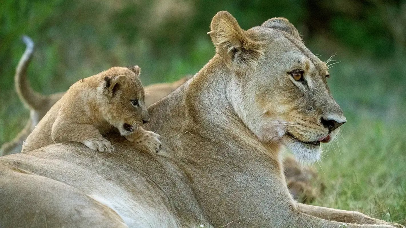 Big Cats, Small World|Big Cats, Small World
