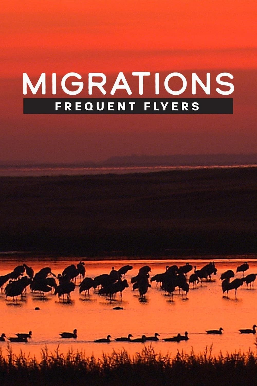 Migrations: Frequent Flyers | Migrations: Frequent Flyers