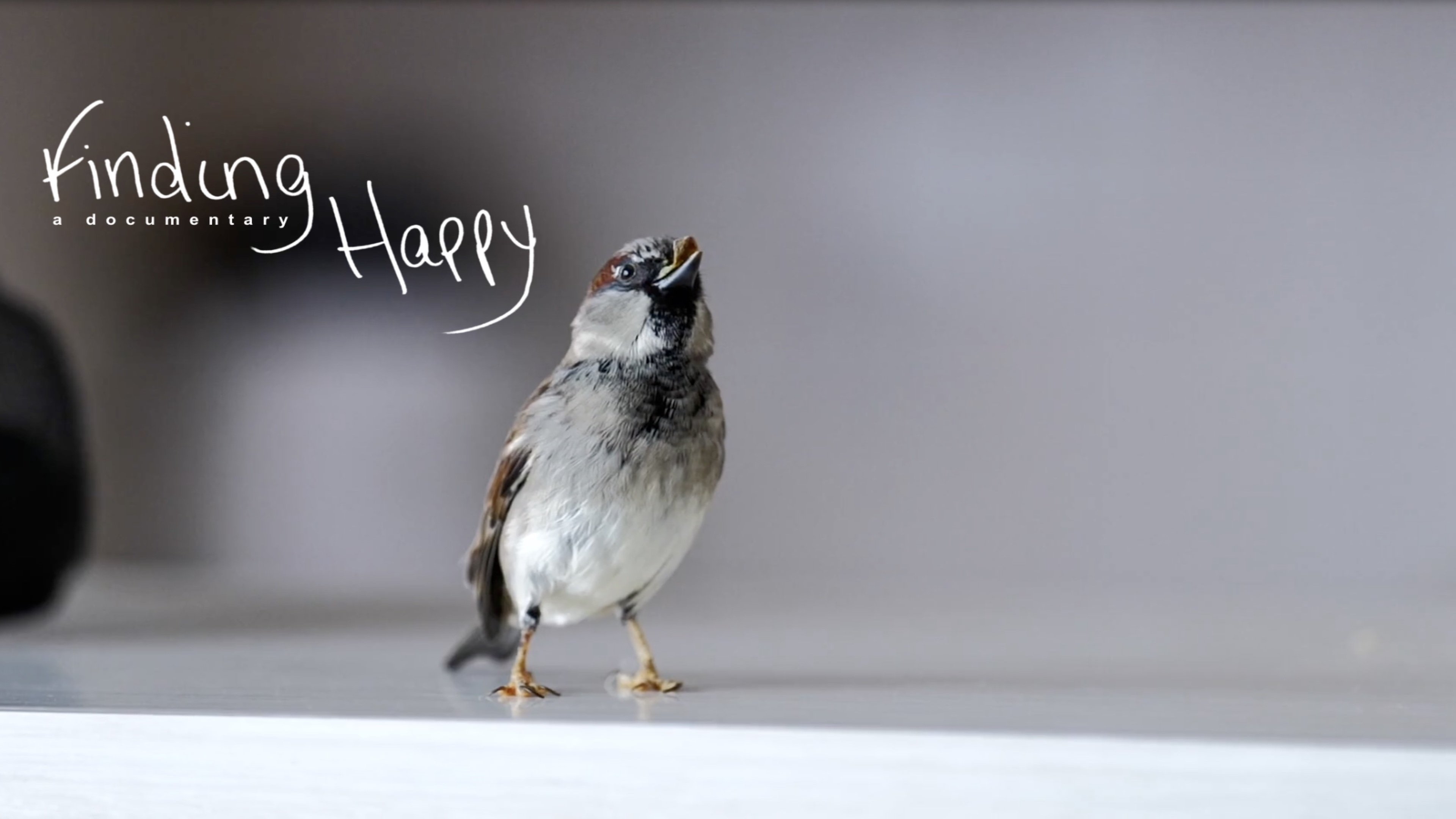 Finding Happy|Finding Happy