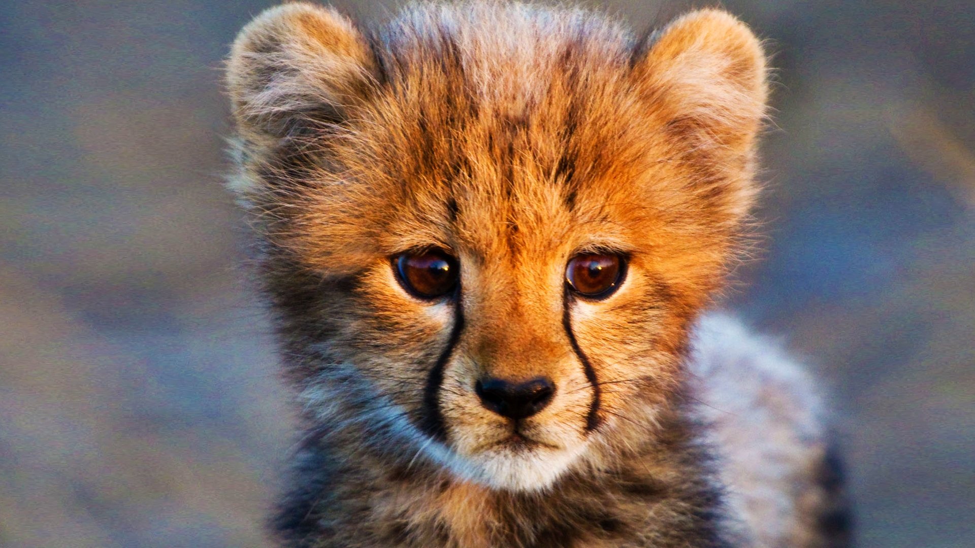 Animal Babies|Animal Babies