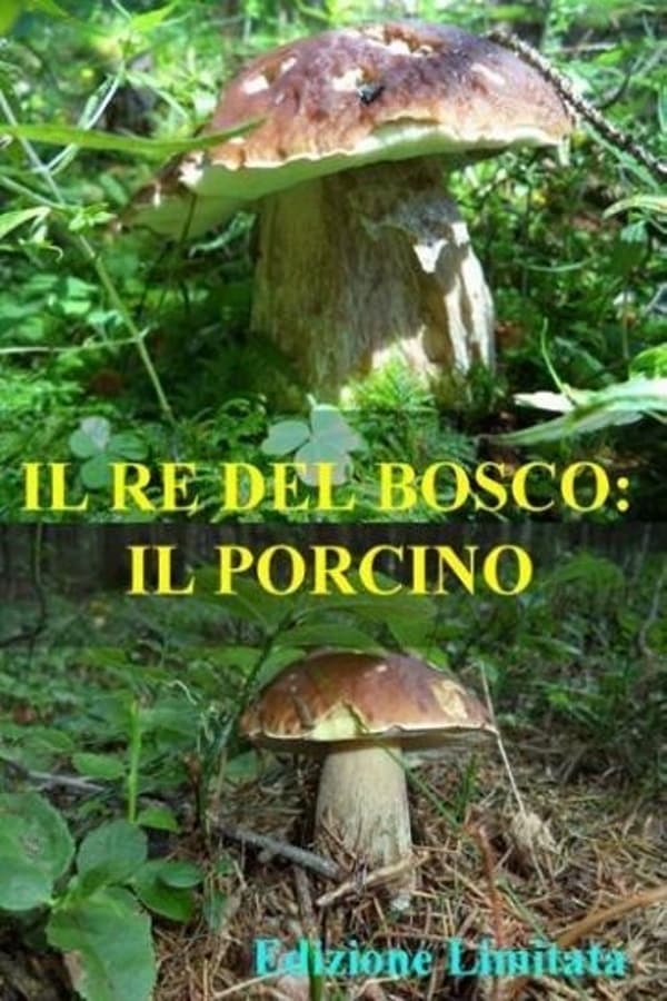 Il re del bosco: il porcino | Il re del bosco: il porcino