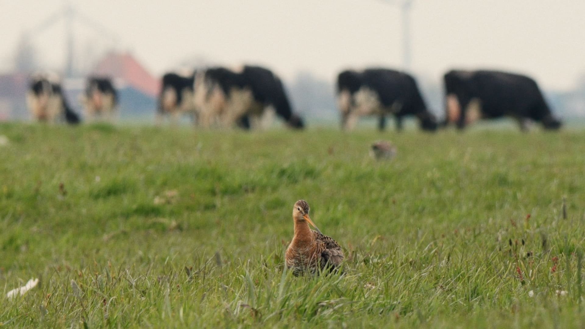 Vogels kun je niet melken|Vogels kun je niet melken