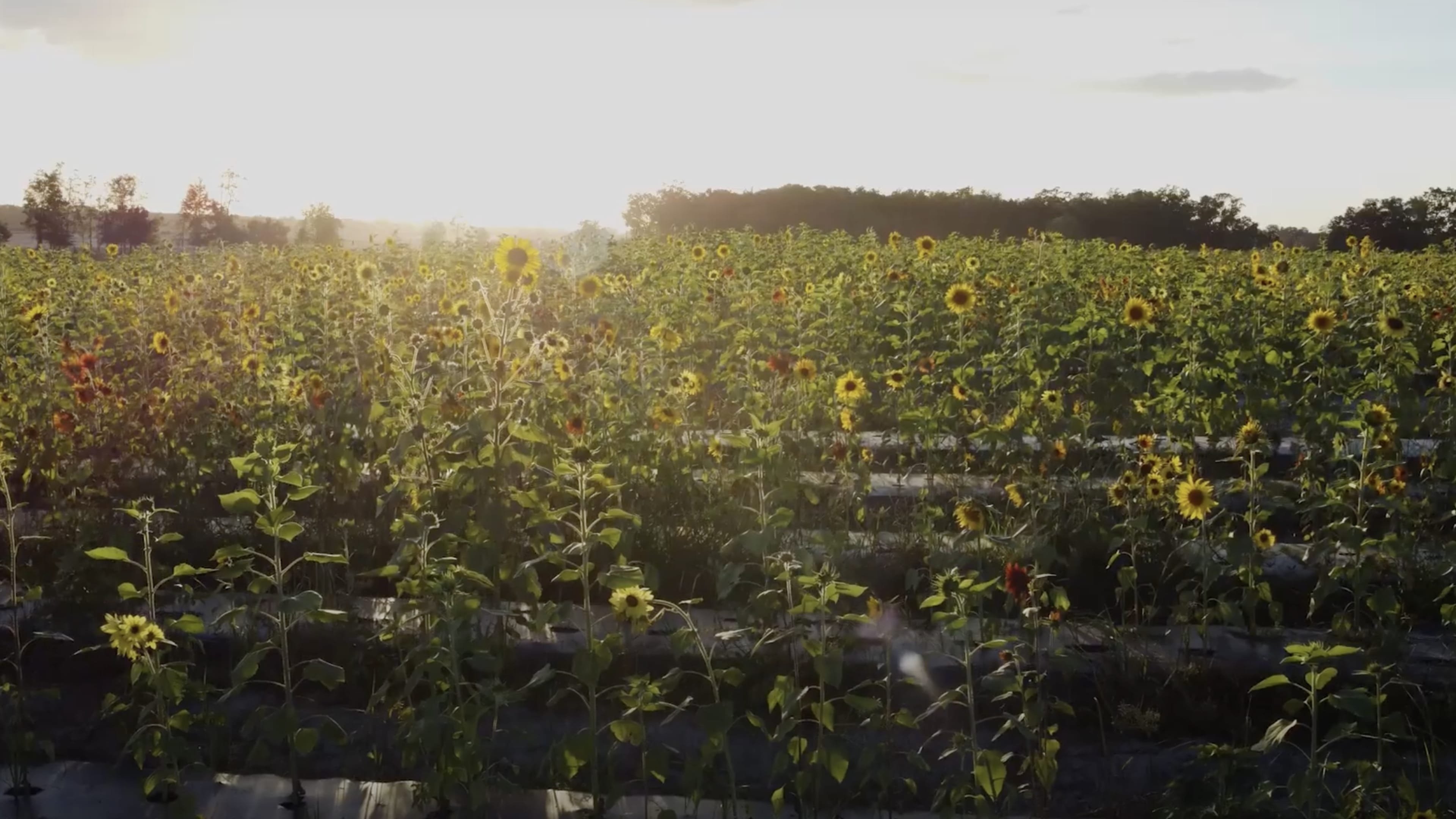 Sunflower|Sunflower