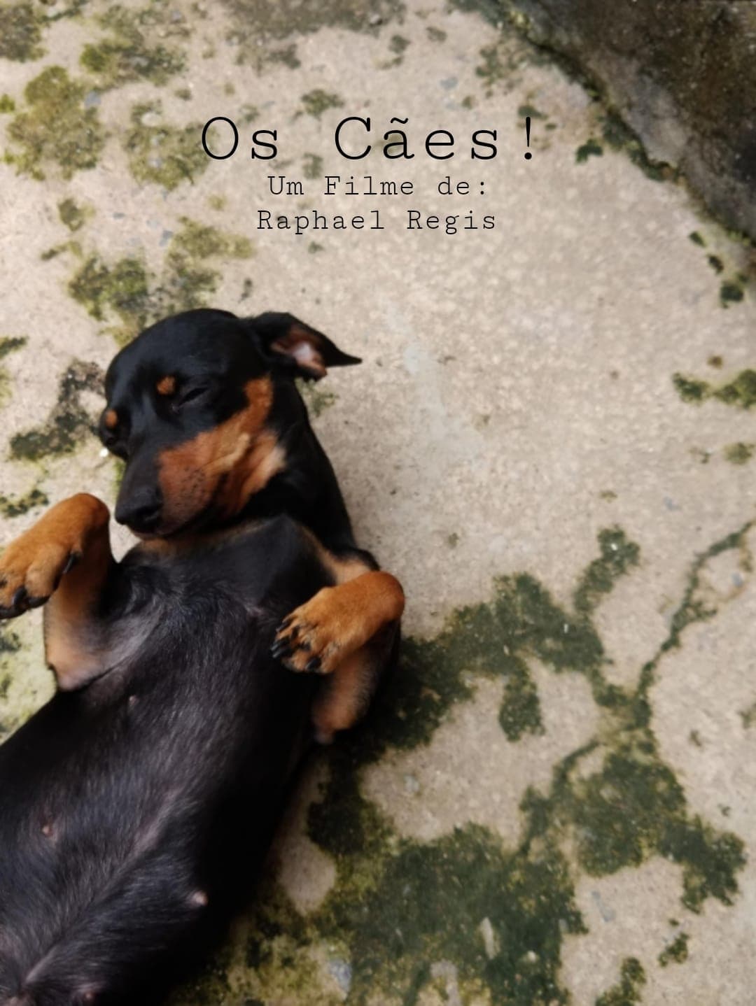 Os Cães! | Os Cães!