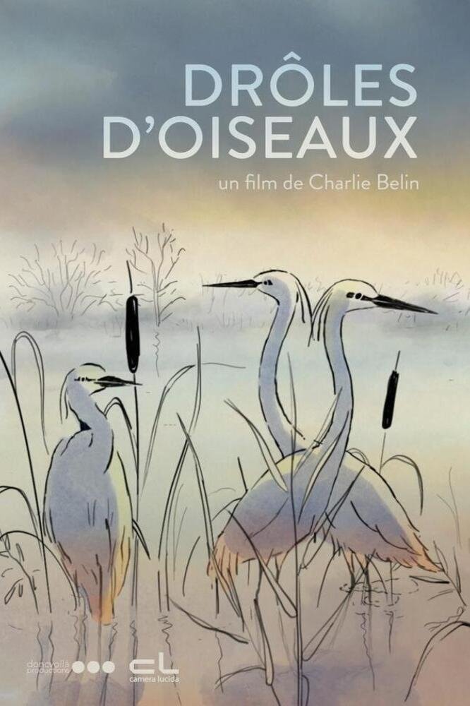 Drôles d'oiseaux | Drôles d'oiseaux