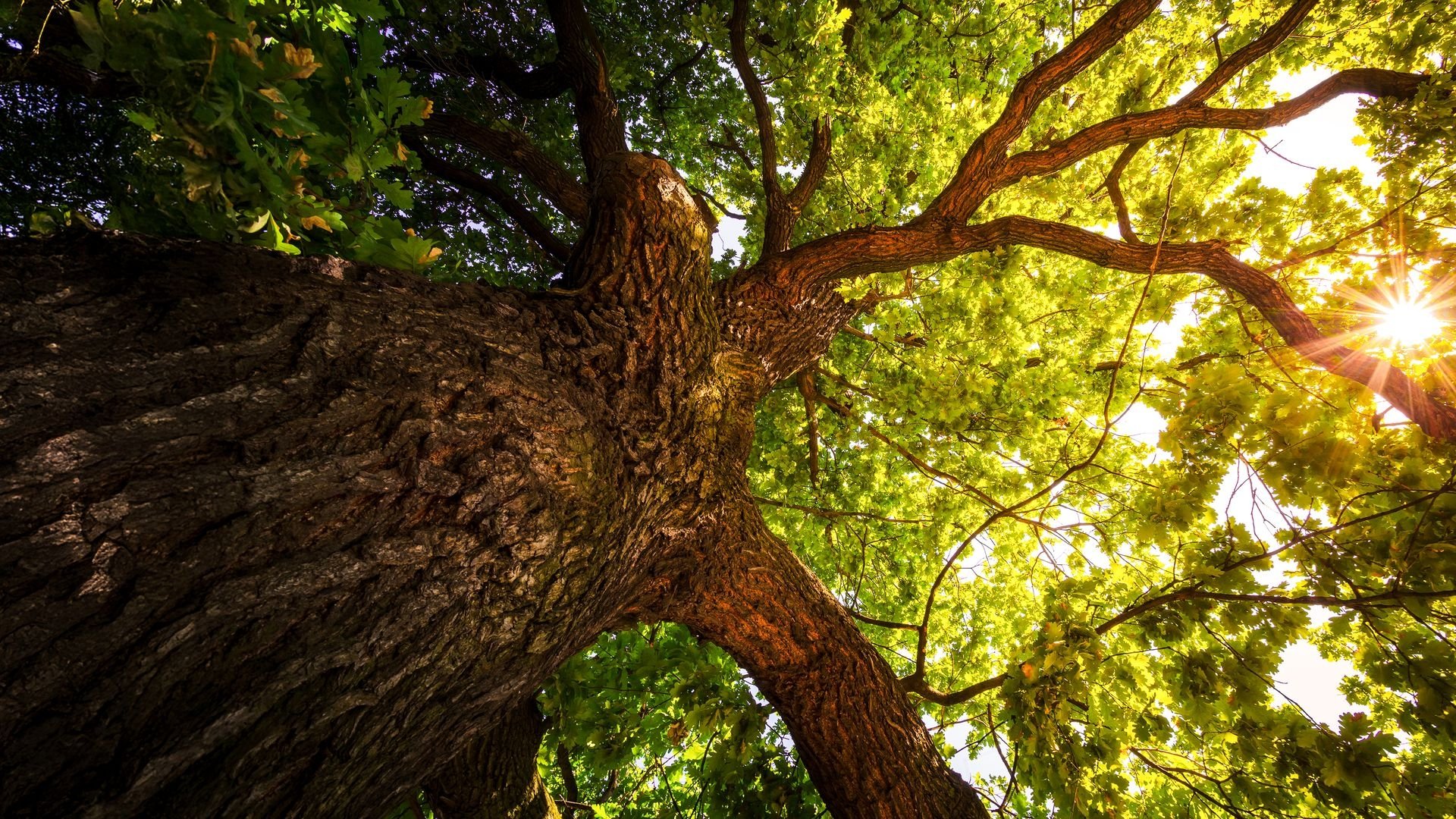 The Secret Life of Trees|The Secret Life of Trees