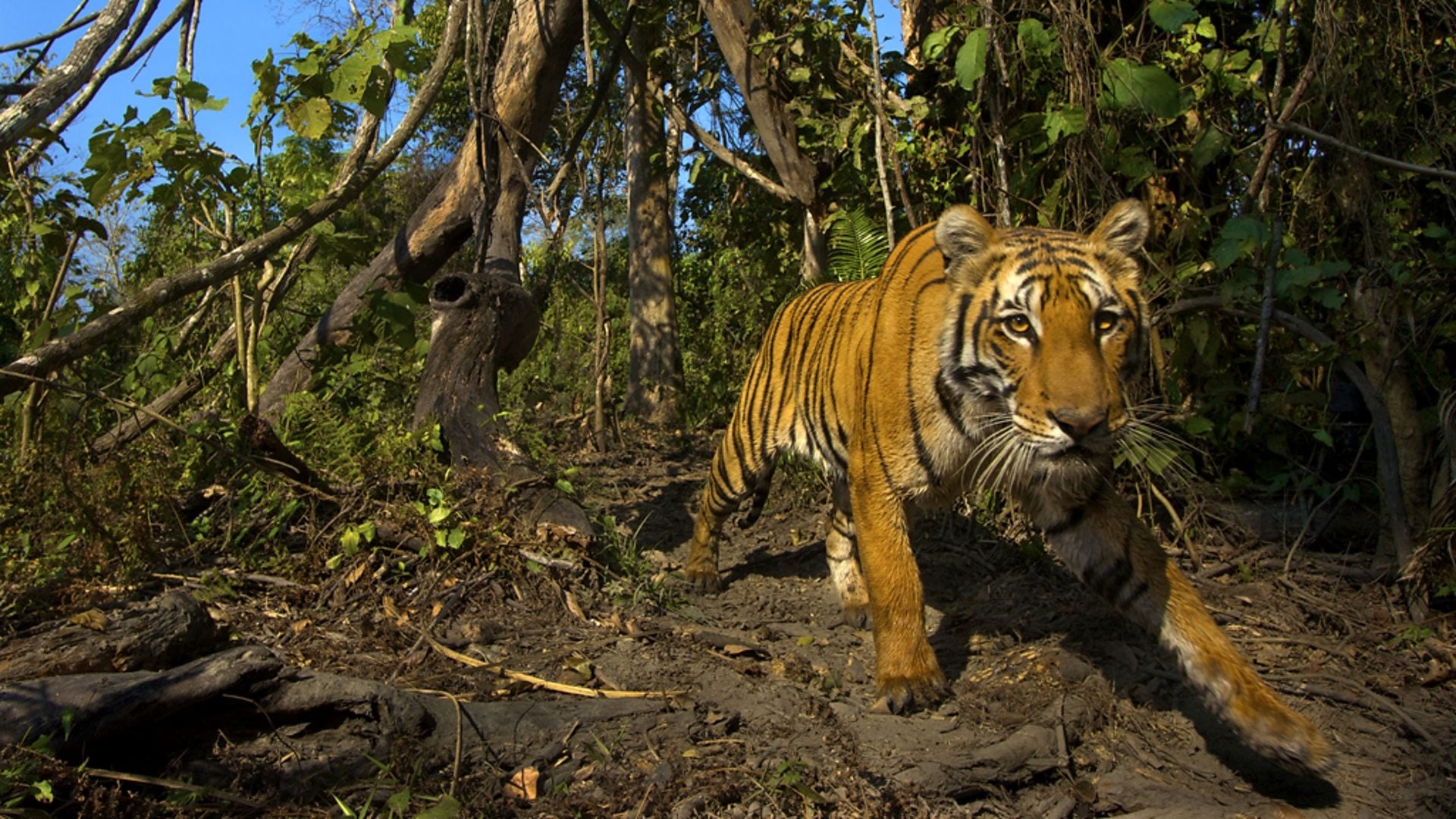 Lost Land of the Tiger|Lost Land of the Tiger